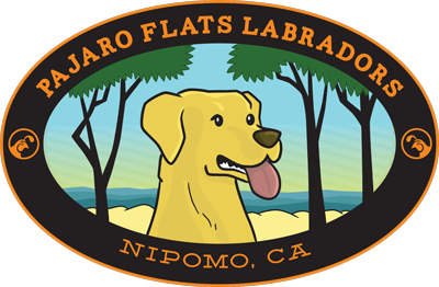 Pajaro Flats Labradors